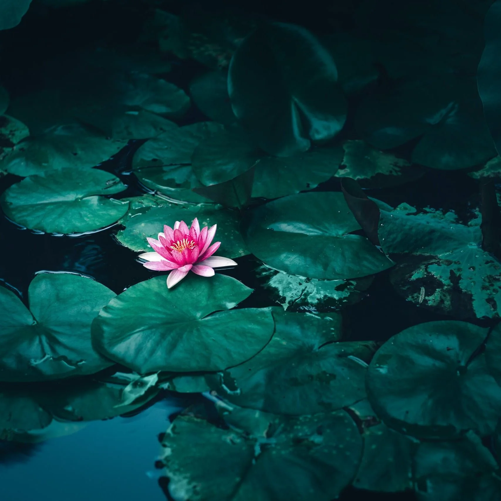 low_cheng-feng-kkdzHCrHjgU-unsplash-scaled-1